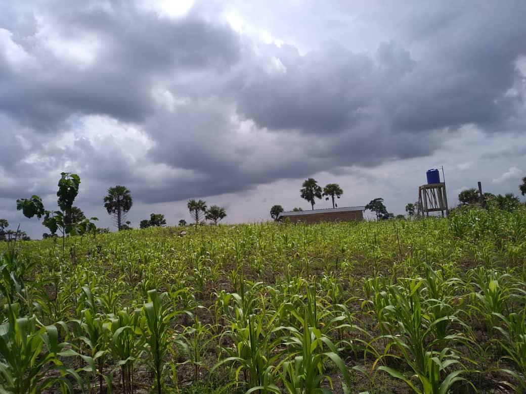 Parcelle Agricole vierge a Exploité a Toumodi 